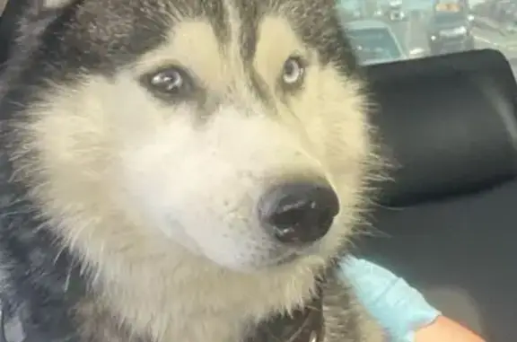 Найдена собака, Владимир, фото: Хаски найден: Большая Московская 31, Владимир