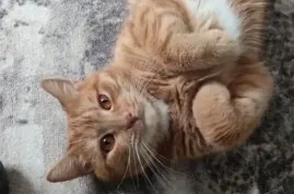 Пропала рыжая кошка, Сумы, Новосибирск