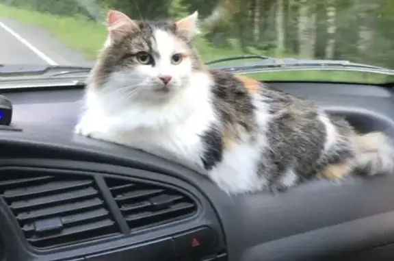 Кошки потеряшки, Шуйское, фото: Потеряшка кошка у лесополосы 86К-228