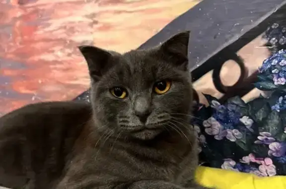 Найдена кошка, Анапа, фото: Кошка найдена: Отрадный пр., 10 к2, Анапа