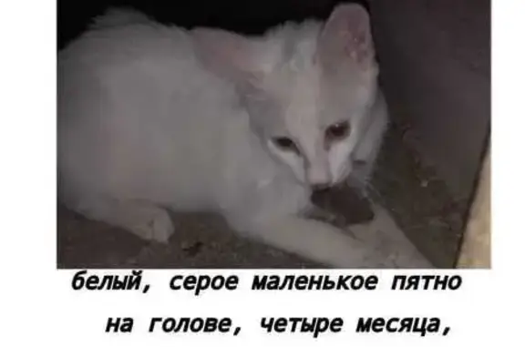 Пропала кошка, Житомирская 21А, Нск