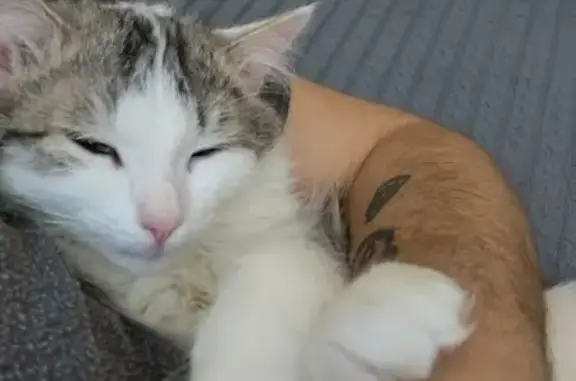 Кошки потеряшки, Гродно, фото: Потеряшка кошка на Димитровка, 6, Гродно