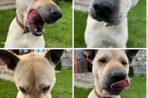 Собаки потеряшки, Трудобеликовский, фото: Потеряшка собака, 2-й Железнодорожный пер., 9