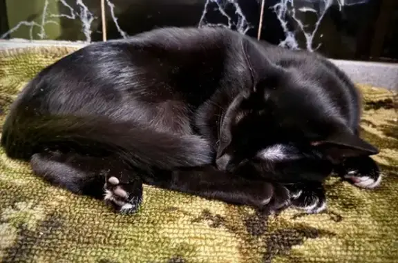 Найдена кошка, ул. Калинина, 4, Красноярск