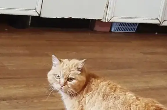Найдена кошка, ул. Кулибина, 10, Владимир