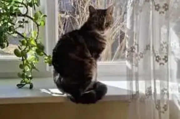 Кошки потеряшки, Снегири, фото: Потеряшка кот Барсик, ул. Мира, 10, Снегири