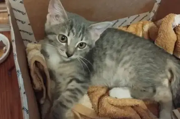 Котенок найден: Железнодорожная, 62, Томск