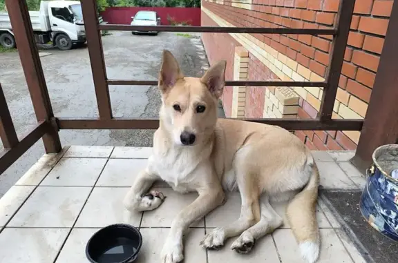 Собака у подъезда, Заливная 19, Томск