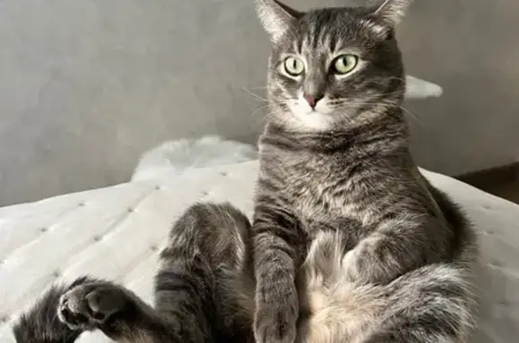 Кошки потеряшки, Кострома, фото: Потеряшка кот Кеша, ул. Ленина, 163, Кострома