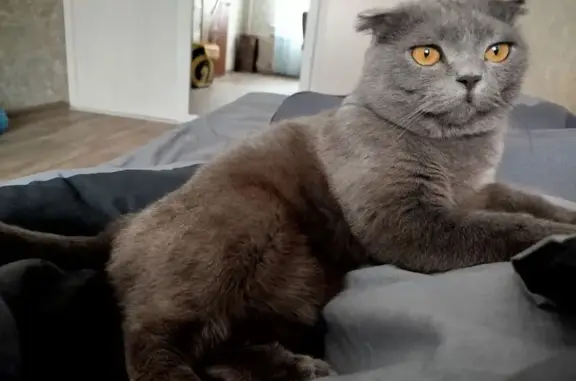 Кошки потеряшки, Новокузнецк, фото: Потеряшка кошка, ул. Новосёлов, 15, Новокузнецк