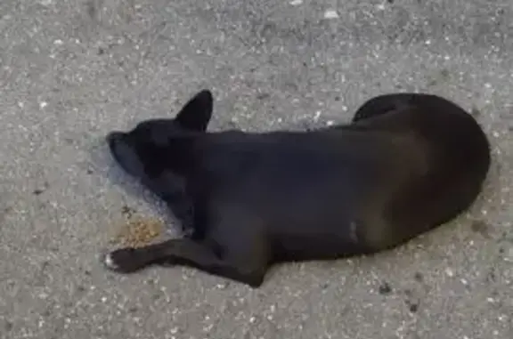 Найдена собака, Октябрьский пр-т, 50