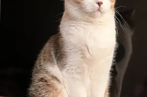 Объявления о пропавших и найденных животных, Бузулук, фото: Пропала кошка, 2-я Парковая, 13, Бузулук