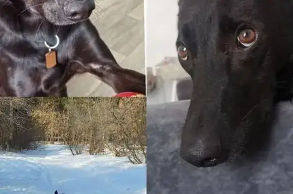 Собаки потеряшки, Челябинск, фото: Потеряшка собака на ул. 250-летия Челябинска