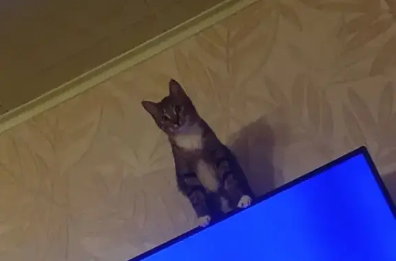 Кошки потеряшки, Североуральск, фото: Потеряшка кошка, ул. Степана Разина, 6