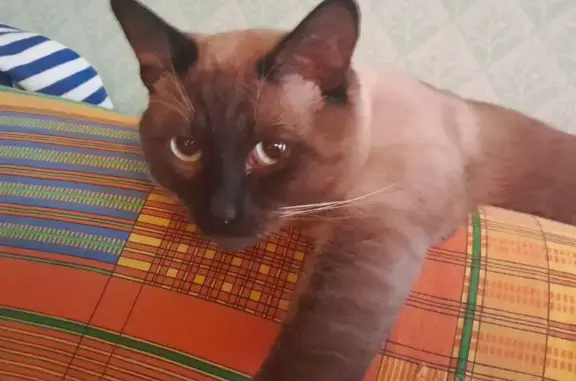 Пропала кошка, Анапа
