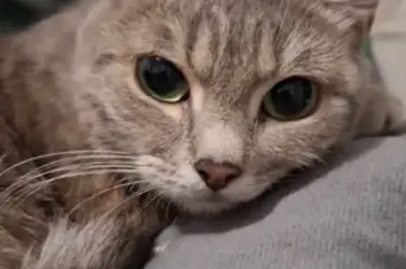 Найдена кошка, Иркутск, фото: Кошка без уха, Красноказачья 78, Иркутск