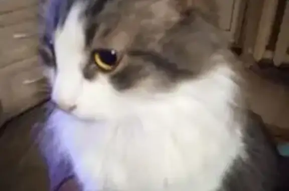 Кошки потеряшки, Ново, фото: Потеряшка кот Бася, Лучистая ул., 4