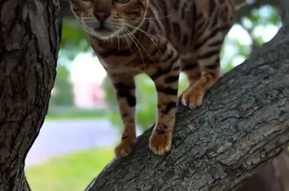 Пропала кошка, Ергач, Новая ул., 23