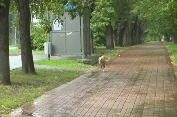 Найдена собака, Калуга, фото: Собака на Московской улице, Калуга