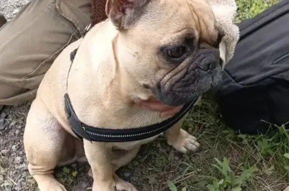 Найдена собака, Новокузнецк, 32К-2