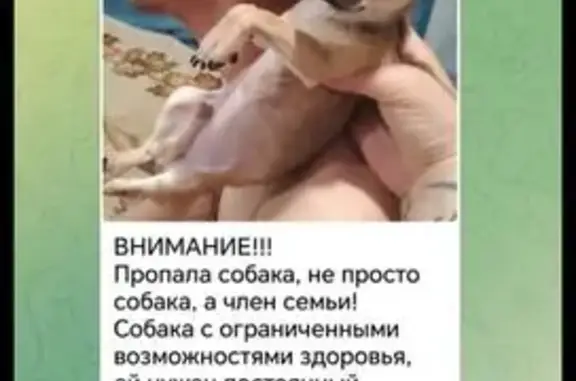 Пропала собака, Кооперативная 7, Игнатовка