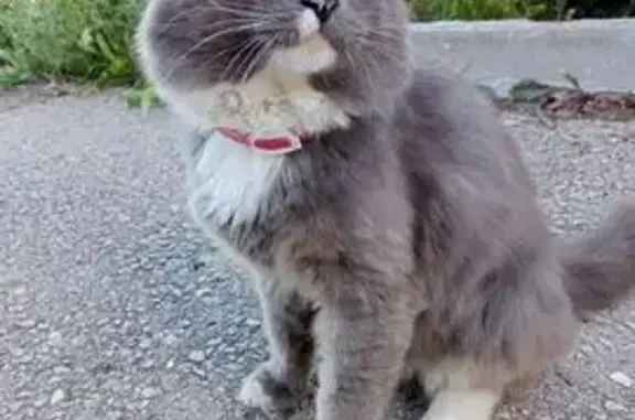 Найдена кошка, Уфа, фото: Кошка найдена, ул. Менделеева, Уфа