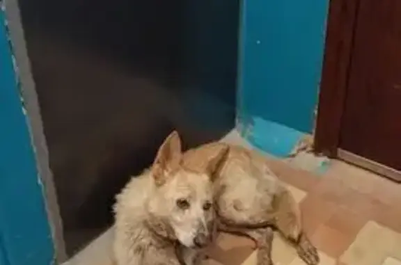 Собака найдена на Козловской, 41А, Волгоград