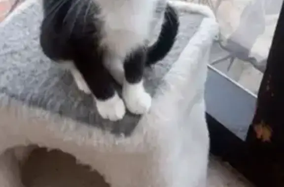 Кошки потеряшки, Ленинградская область, фото: Кошка и котята пропали: Ижорская, 4, Лукаши