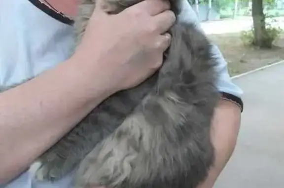 Найдена кошка, Саратов, фото: Кошка найдена у 