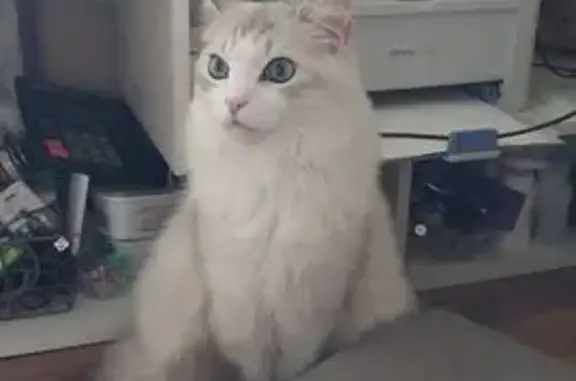 Пропала кошка, Радужная ул., 5, Палкино