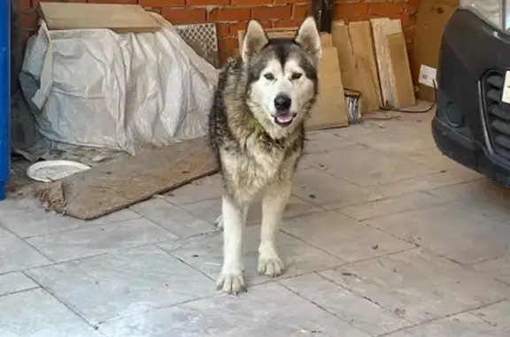 Хаски с зеленым ошейником, Рыбалко 42