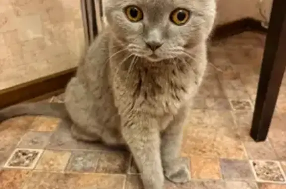 Кошки потеряшки, , фото: Потеряшка кошка, СНТ Лесная Поляна, Юматово