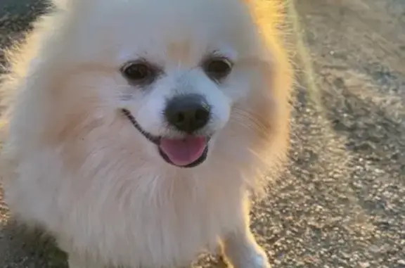 Собаки потеряшки, Челябинск, фото: Потеряшка собака, Пионерская 18, Челябинск