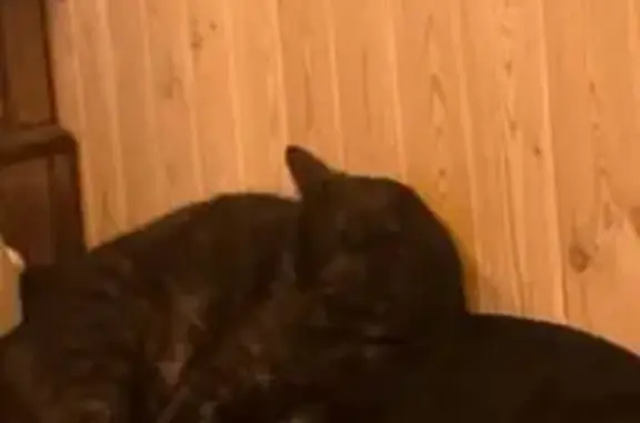 Кошки потеряшки, Шерегеш, фото: Потеряшка кошка, ул. В. Волошиной 123, Шерегеш