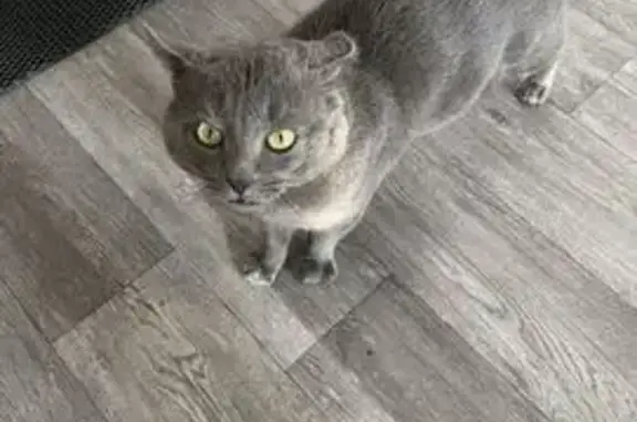 Потерянные животные Ханты-Мансийск, фото: Пропала кошка, Самаровская ул., Х-Мансийск