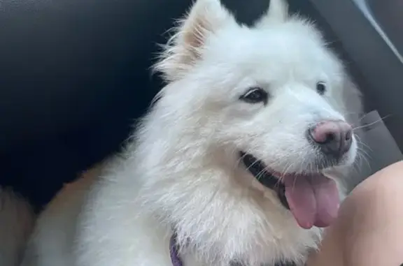 Найдена собака, Правдинск, фото: Собака найдена: ул. 28-й Армии, 2, Правдинск