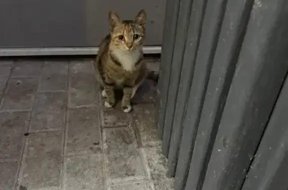 Найдена кошка, Андреевка, фото: Кошка найдена: Андреевка, 33А