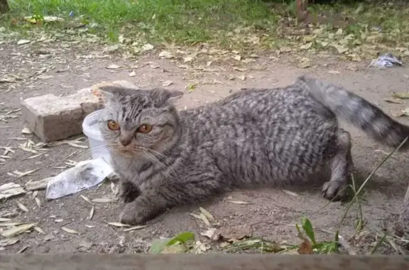 Объявления о пропавших и найденных животных, Иваново, фото: Кошка найдена: ул. Володарского 11, Иваново