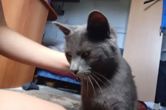 Кошка найдена: Жуковского 4, Верх. Пышма