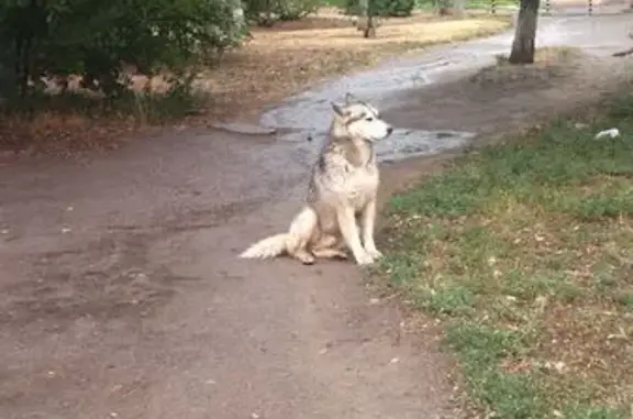 Собака найдена: Казахская ул., Волгоград
