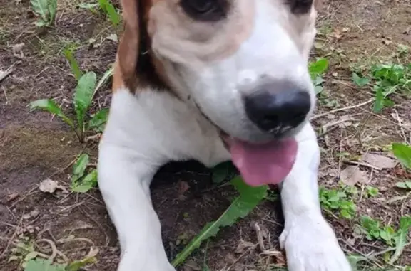 Найдена собака, Денежниково, фото: Бигль найден в Денежниково, СНТ 