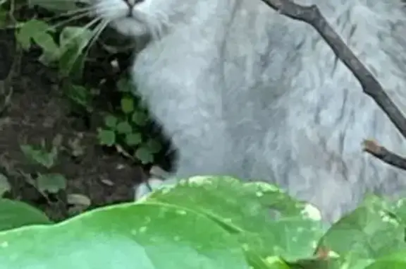 Найдена кошка, Первомайская 6, Балашиха