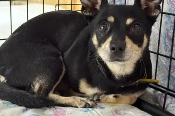 Найдена собака, Клин, фото: Найдена собака, ул. Гагарина, 1, Клин