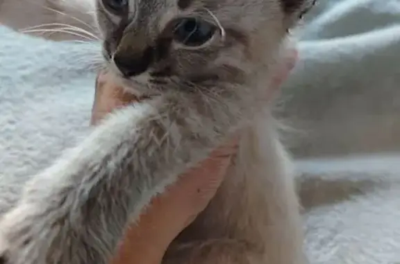 Найдена кошка, Могилёв, фото: Кошка найдена: ул. Симонова, Могилёв