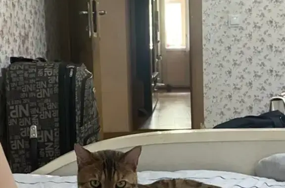 Пропал кот Симба, ул. Советской Армии, 15А