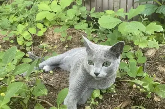 Кошки потеряшки, Московская область, фото: Потеряшка кошка, Порядино, СНТ Родничок