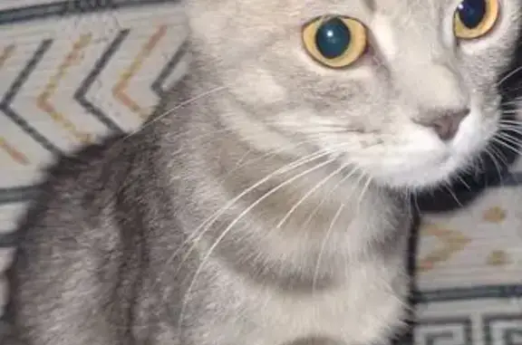 Кошки потеряшки, Саров, фото: Потеряшка кошка, пр. Ленина 49, Саров