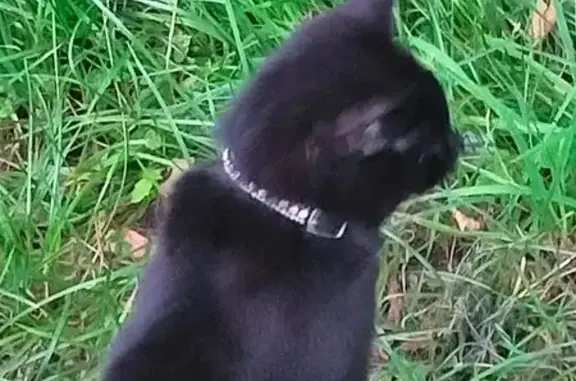 Кошка найдена у Борисовского проезда 19