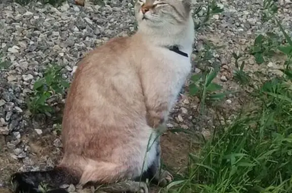 Кошки потеряшки, Тюменская область, фото: Потеряшка кошка, Тюмень, Тюменская обл.