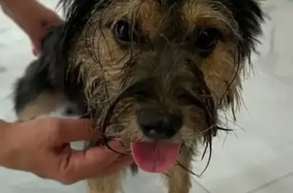 Найдена собака, Южный обход, Калининград